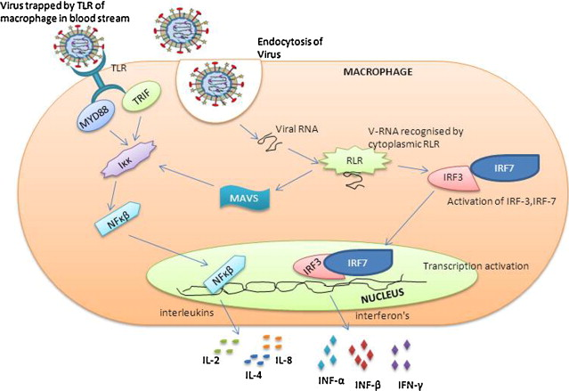 Human metapneumovirus: review of an important respiratory pathogen