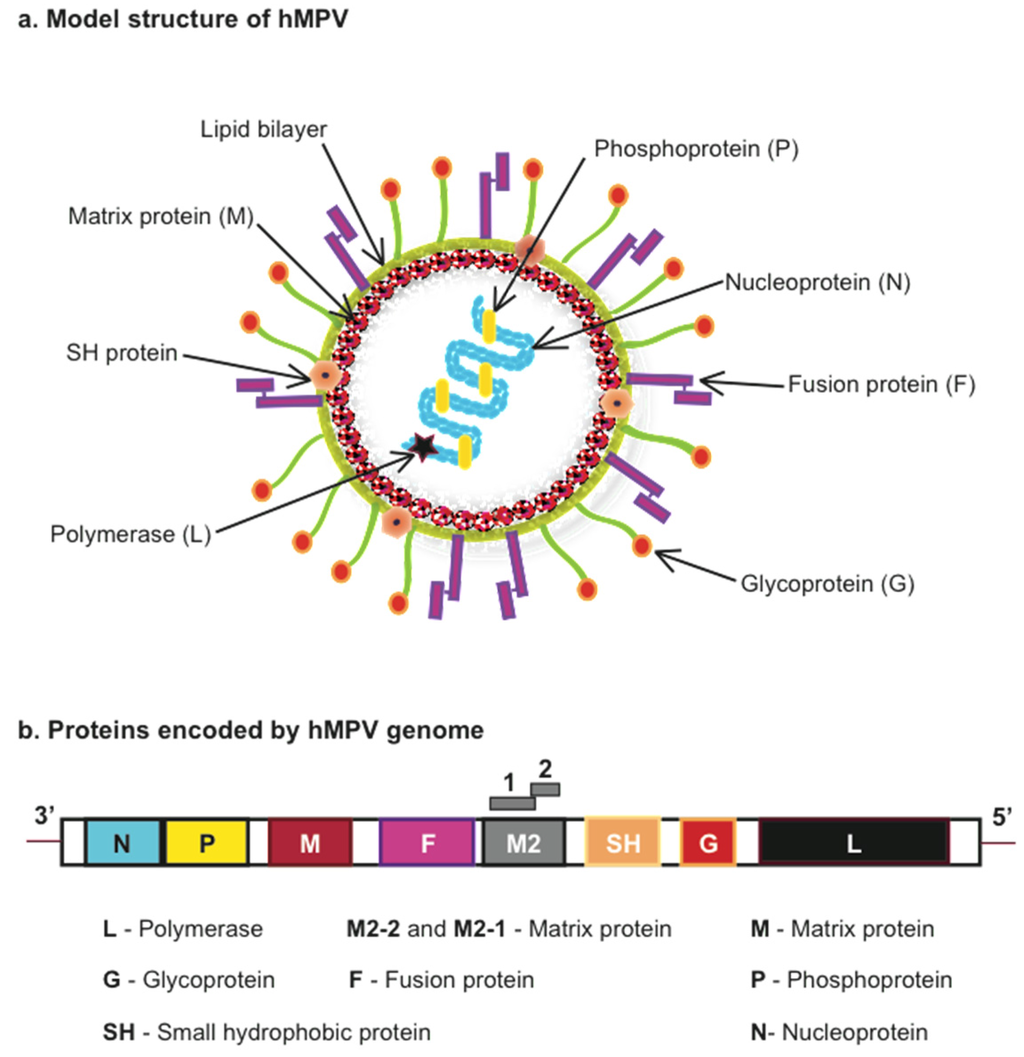 Human metapneumovirus (hMPV) structure and genome